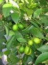 MGBN THE PATH FOR THE HEALTHIER LIFE WITH BEAUTY Lemon, Nimbu, Citrus Lemon Seeds - 1 g (30 Seeds)