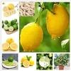 MGBN THE PATH FOR THE HEALTHIER LIFE WITH BEAUTY Lemon, Nimbu, Citrus Lemon Seeds - 1 g (30 Seeds)