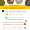Kush Gold Mixed Whole Pulses for Sprouts / Sprouting Mix Beans (Green Gram, Moth Beans, Cowpea & Whole Red Lentils) (500g)
