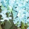 R.M. INDUSTRIES Elegant White Artificial Wisteria Flower Hanging Garland