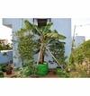 Bio Blooms Agro Polyethylene Leafy Vegetable Terrace Gardening Green Grow Bag Floor Standing Mount Type, 24 x 24 inch (pack of 4)