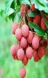 IXORA Chinensis Litchi Lychee Layering/Grafted Fruit Plant (1.5-2 Feet Height)
