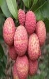 IXORA Chinensis Litchi Lychee Layering/Grafted Fruit Plant (1.5-2 Feet Height)