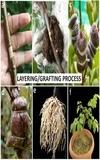 IXORA Chinensis Litchi Lychee Layering/Grafted Fruit Plant (1.5-2 Feet Height)
