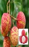 IXORA Chinensis Litchi Lychee Layering/Grafted Fruit Plant (1.5-2 Feet Height)