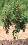 IXORA Chinensis Litchi Lychee Layering/Grafted Fruit Plant (1.5-2 Feet Height)