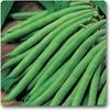 XOLDA Onian Seed (22 per packet)