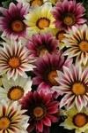 XOLDA Gazania flower Seed (27 per packet)