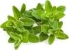 XOLDA Basil purple Seed (22 per packet)