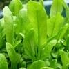 XOLDA Organic chukkakura Seed (15 per packet)