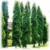 Zomoloco Ashok PlantAsok PlantLive Ashok Long Tree Plant, Saraca Asoca 1 Healthy Live Plant