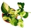 Zomoloco Money PlantMani PlantMoney Plant Marble Queen