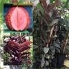 Zomoloco Guava PlantPeyara PlantRedwingz Exotic Chinese Red Guava Live Plant