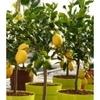 Cloud Farm Big lemon tree Healthy plant (1 Healthy plant), CF_N04