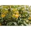 Cloud Farm Big lemon tree Healthy plant (1 Healthy plant), CF_N04