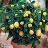 Cloud Farm Big lemon tree Healthy plant (1 Healthy plant), CF_N04