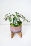 Cloud Farm Hybrid Money Plant - 200 mm CF57