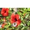 Sansar Agro   Hibiscus Potting Soil, Essential Organic Soil Mixture for Hibiscus Plants, with All Required Nutrients and Active Micro-Organism (5 kg)