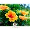 Sansar Agro   Hibiscus Potting Soil, Essential Organic Soil Mixture for Hibiscus Plants, with All Required Nutrients and Active Micro-Organism (5 kg)