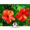 Sansar Agro   Hibiscus Potting Soil, Essential Organic Soil Mixture for Hibiscus Plants, with All Required Nutrients and Active Micro-Organism (5 kg)