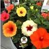Sansar Agro   Hibiscus Potting Soil, Essential Organic Soil Mixture for Hibiscus Plants, with All Required Nutrients and Active Micro-Organism (5 kg)