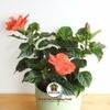 Sansar Agro   Hibiscus Potting Soil, Essential Organic Soil Mixture for Hibiscus Plants, with All Required Nutrients and Active Micro-Organism (5 kg)