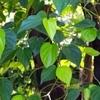 RIMI GARDEN: NPK 12:11:02 fertilizer for Plants. (200 gm)