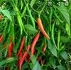 RIMI GARDEN: NPK 12:11:02 fertilizer for Plants. (200 gm)