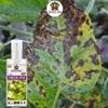 SANSAR AGRO: Fungus remover Spray, Premium Essential Liquid Spray for removing all types of Fungal Infections from Plants. (100 ml)