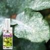 SANSAR AGRO: Fungus remover Spray, Premium Essential Liquid Spray for removing all types of Fungal Infections from Plants. (100 ml)