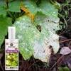 SANSAR AGRO: Fungus remover Spray, Premium Essential Liquid Spray for removing all types of Fungal Infections from Plants. (100 ml)