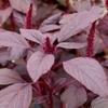 JIGNISHA SEEDS Vegetable Red Amaranths Plant Seeds 500