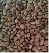 Green India Shami Tree/Banni Tree/Vanni Maram/Prosopis Cineraria Tree Seeds_750 gm