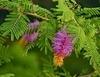Green India Shami Tree/Banni Tree/Vanni Maram/Prosopis Cineraria Tree Seeds_750 gm