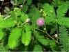 Green India Shami Tree/Banni Tree/Vanni Maram/Prosopis Cineraria Tree Seeds_750 gm