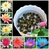 NooElec Seeds India Mix Lotus Flower Seeds