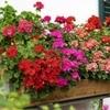 NooElec Seeds India Geranium Mix Flower Seeds For Planting - All Seasons Flower Seeds