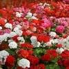 NooElec Seeds India Geranium Mix Flower Seeds For Planting - All Seasons Flower Seeds