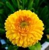 Tamransh Soniro Gainda Marigold Flower Seed, 85 Seeds