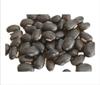 Tamransh  Black Kaunch Seeds, 1000 Seeds