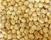 TAMRANSH  Paneer Phol, Paneer Dodi, Paneer Doda Seeds / Flower Seeds 500 G