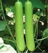 PARYAVARAAN Vegetable Seeds | Bottle Gourd Long Seeds | Bottle Gourd Long Vegetable Seeds | Round Bottle Long Seeds Hybrid F1 For Home Gardening pack of 15 seeds