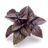 PARYAVARAAN Red Basil Organic Herbs Seeds For Terrace Kitchen & Home Gardening (Pack of 50 Seeds)