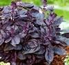 PARYAVARAAN Red Basil Organic Herbs Seeds For Terrace Kitchen & Home Gardening (Pack of 50 Seeds)