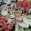 PARYAVARAAN Caladium Bulbs Multiclours (pack of 6 bulbs)