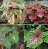 PARYAVARAAN Caladium Bulbs Multiclours (pack of 6 bulbs)