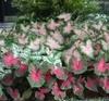 PARYAVARAAN Caladium Bulbs Multiclours (pack of 6 bulbs)