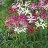 PARYAVARAAN Nerine Lily Seeds Summer Seeds Flower Bulbs For Garden pack of 5 bulbs