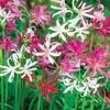 PARYAVARAAN Nerine Lily Seeds Summer Seeds Flower Bulbs For Garden pack of 5 bulbs