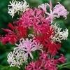 PARYAVARAAN Nerine Lily Seeds Summer Seeds Flower Bulbs For Garden pack of 5 bulbs